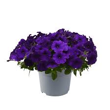 Image result for Petunia hybrida
