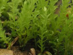 Attēlu rezultāti vaicājumam “Pohlia wahlenbergii var. calcarea”