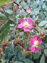 Attēlu rezultāti vaicājumam “Rosa subcanina leaf”