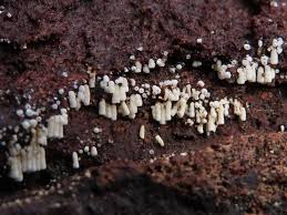 Attēlu rezultāti vaicājumam “Henningsomyces candidus”