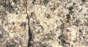 Attēlu rezultāti vaicājumam “Thelopsis rubella”