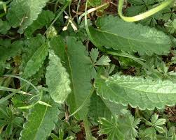 Attēlu rezultāti vaicājumam “Stachys officinalis leaf”