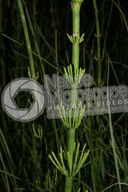 Attēlu rezultāti vaicājumam “Equisetum fluviatile”