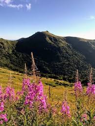 Attēlu rezultāti vaicājumam “Epilobium angustifolium flower”