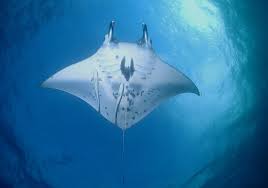Image result for Mobula alfredi