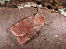 Attēlu rezultāti vaicājumam “Cerastis rubricosa”