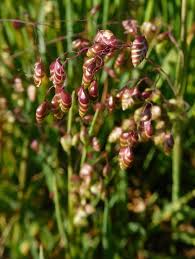 Attēlu rezultāti vaicājumam “Briza media bud”