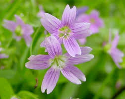 Attēlu rezultāti vaicājumam “Claytonia sibirica flower”