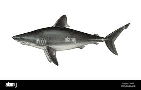 Image result for Scylliogaleus quecketti