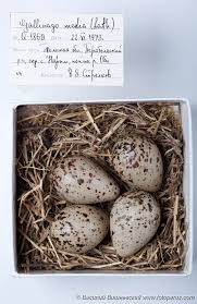 Attēlu rezultāti vaicājumam “Gallinago gallinago eggs”