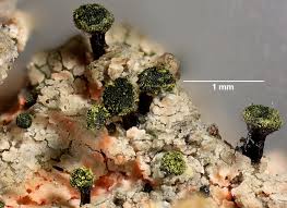 Attēlu rezultāti vaicājumam “Calicium salicinum”