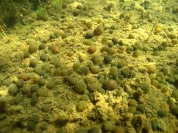 Attēlu rezultāti vaicājumam “Nostoc pruniforme”