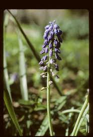 Attēlu rezultāti vaicājumam “Muscari neglectum flower”