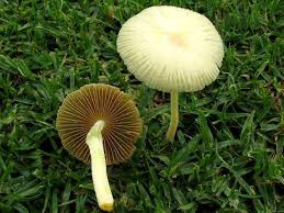 Attēlu rezultāti vaicājumam “Bolbitius vitellinus”