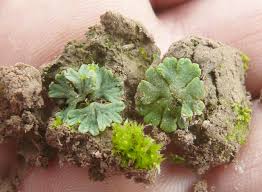 Attēlu rezultāti vaicājumam “Riccia sorocarpa macro”