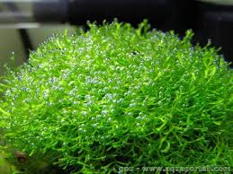 Attēlu rezultāti vaicājumam “Riccia rhenana”