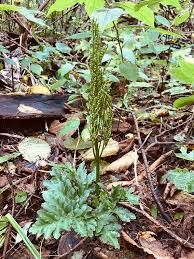 Attēlu rezultāti vaicājumam “Botrychium multifidum”