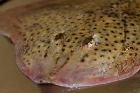 Image result for Raja brachyura