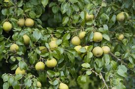 Attēlu rezultāti vaicājumam “Pyrus pyraster fruit”