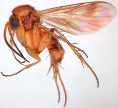 Attēlu rezultāti vaicājumam “Trichia longipalpis macro”