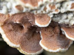 Attēlu rezultāti vaicājumam “Gloeoporus dichrous”