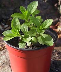Image result for Stevia rebaudiana