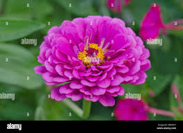 Image result for Zinnia violacea