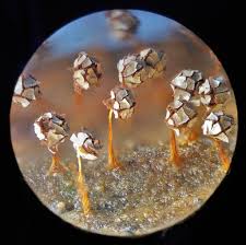 Attēlu rezultāti vaicājumam “Physarum flavicomum spores”