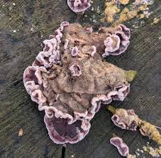 Attēlu rezultāti vaicājumam “Chondrostereum purpureum”