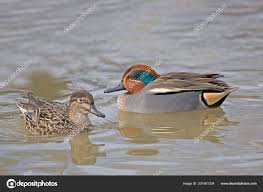 Attēlu rezultāti vaicājumam “Anas crecca”