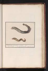 Image result for Lampetra fluviatilis