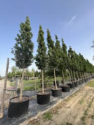 Attēlu rezultāti vaicājumam “Quercus robur Fastigiata”