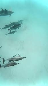 Image result for Gosport Dolphins Swimming Club