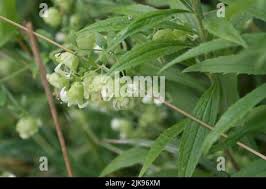 Attēlu rezultāti vaicājumam “Silene baccifera flower”