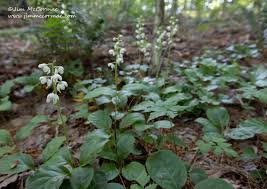 Attēlu rezultāti vaicājumam “Pyrola rotundifolia fruit”