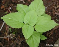 Attēlu rezultāti vaicājumam “Circaea alpina leaf”
