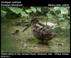 Attēlu rezultāti vaicājumam “Scolopax rusticola”