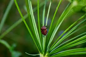 Attēlu rezultāti vaicājumam “Graphosoma lineatum nymph”