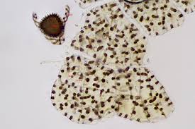 Attēlu rezultāti vaicājumam “Fossombronia wondraczekii”