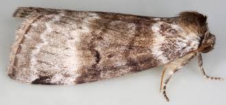 Attēlu rezultāti vaicājumam “Tetheella fluctuosa”