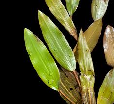 Attēlu rezultāti vaicājumam “Stuckenia filiformis bud”