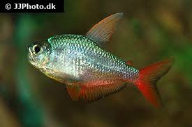 Attēlu rezultāti vaicājumam “Bilimbia tetramera”