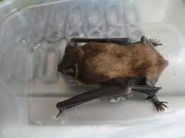 Attēlu rezultāti vaicājumam “Nyctalus noctula”