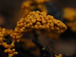 Attēlu rezultāti vaicājumam “Hemitrichia serpula macro”