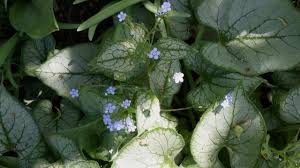 Attēlu rezultāti vaicājumam “Brunnera macrophylla”
