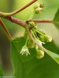 Attēlu rezultāti vaicājumam “Frangula alnus flower”