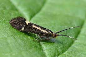 Attēlu rezultāti vaicājumam “Oecophoridae”