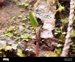 Attēlu rezultāti vaicājumam “Buxbaumia aphylla sporophyte”