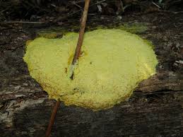 Attēlu rezultāti vaicājumam “Fuligo septica var. flava”