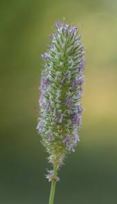 Attēlu rezultāti vaicājumam “Phleum phleoides fruit”